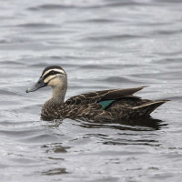 Pacific Black Duck